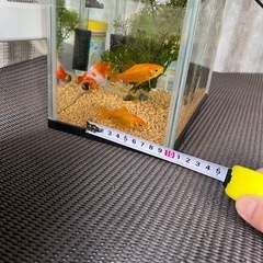 金魚　水槽　生き物　の画像