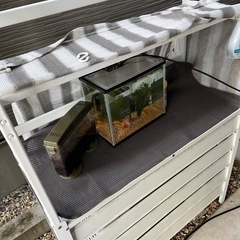 金魚　水槽　生き物　の画像