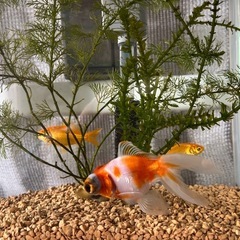 金魚　水槽　生き物　