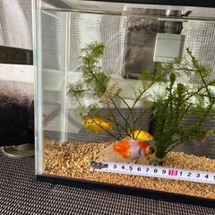 金魚　水槽　生き物　の画像