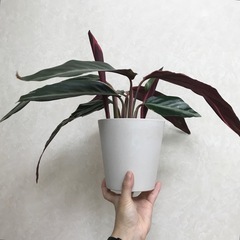 石狩or札幌手渡し　観葉植物/カラテア・ストロマンテ・トリオスター