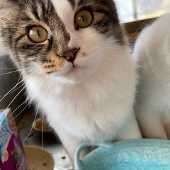 超長毛！ ♀猫 - 猫