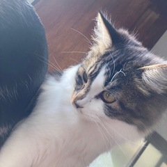 超長毛！ ♀猫 − 長野県