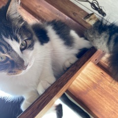 超長毛！ ♀猫 - 里親募集