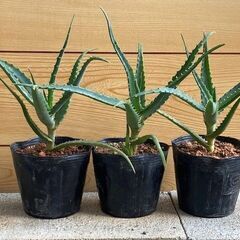 観葉植物　キダチアロエ　1鉢