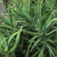 観葉植物　キダチアロエ　1鉢の画像