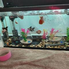 金魚