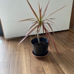 コンシンネ　ドラセナ　観葉植物の画像
