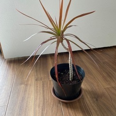 コンシンネ　ドラセナ　観葉植物