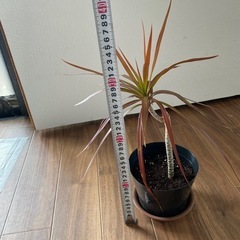 コンシンネ　ドラセナ　観葉植物の画像