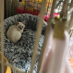 家族が決まりました！ありがとうございました！