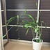 ランキングキーワードに紐づく投稿画像-観葉植物