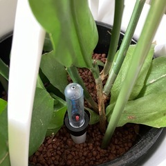 観葉植物　ハイドロカルチャー　月下美人　２株　の画像