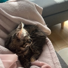 【ベル】里親募集中です🌸