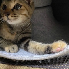 🐱3ヶ月なゆちゃん🐱（トライアル開始）