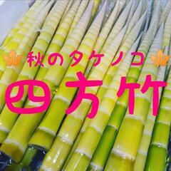 四方竹