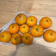 実家の庭でできたみかん　