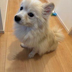 里親さん募集です。
