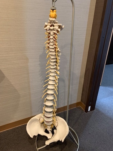 骨格模型