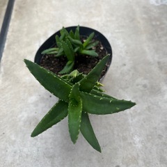 アロエ