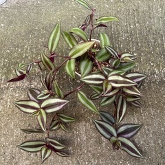 【決まりました
】観葉植物 トラディスカンティア カラーリーフ