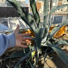 アガベの画像