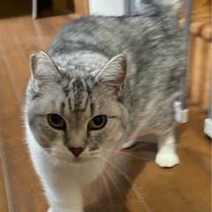 まん丸でフワフワ　甘えん坊シルクちゃん