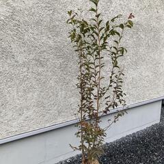 売り切れ☆値下げ☆ヒメシャラ　１５５cm