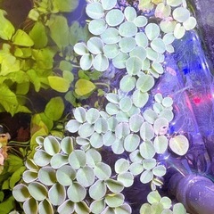 浮草　サルビニア ククラータ