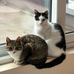 野良の猫　里親募集中