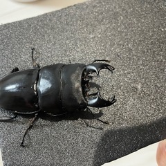 アルキデスヒラタクワガタ　　ペア　シロヘリオオツノカナブン　ペア　の画像