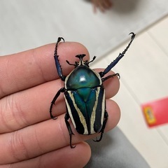 アルキデスヒラタクワガタ　　ペア　シロヘリオオツノカナブン　ペア　の画像
