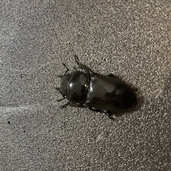 アルキデスヒラタクワガタ　　ペア　シロヘリオオツノカナブン　ペア　の画像