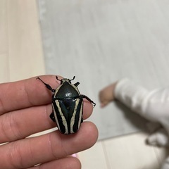 アルキデスヒラタクワガタ　　ペア　シロヘリオオツノカナブン　ペア　の画像