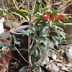キンモクセイ　鉢植え