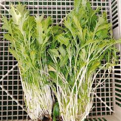 水菜　100円　霧島　国分　野菜