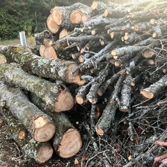 無料で差し上げます(原木、薪、木材)の画像