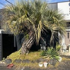 ココスヤシ 、ガネーシャ石像、溶岩石