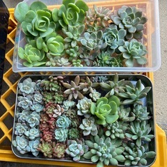 多肉植物　寄植えセット