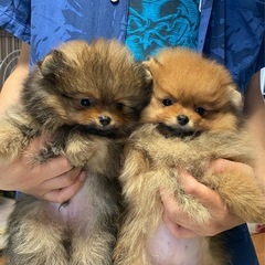 犬の幼稚園＆ケアハウス