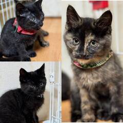 ★里親様✨募集致します★ベタ馴れ子猫兄妹たち3ヵ月