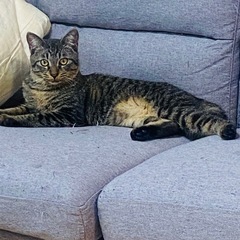 🆘里親様募集中🆘‼️10ヶ月の猫ちゃんお迎えしませんか‼️ − 熊本県