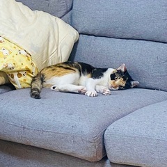 🆘里親様募集中🆘‼️10ヶ月の猫ちゃんお迎えしませんか‼️ - 里親募集