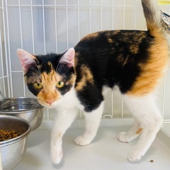 🆘里親様募集中🆘‼️10ヶ月の猫ちゃんお迎えしませんか‼️ - 猫