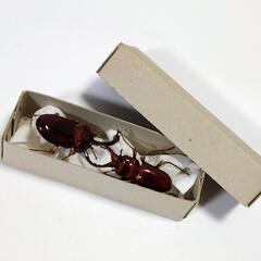 本物そっくり 精巧にできたカブトムシとクワガタ
