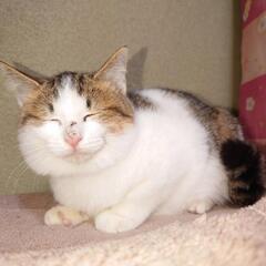ありがとうございます！里親様決まりました！えびす顔が可愛いシロく...