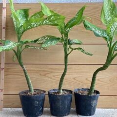 観葉植物　ディフェンバキア