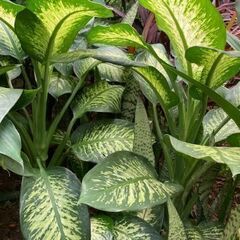 観葉植物　ディフェンバキアの画像