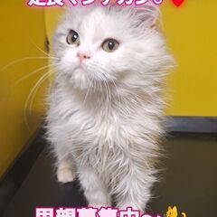 里親募集中！生後6ヶ月足長マンチカン♂(⋈◍＞◡＜◍)。✧♡
