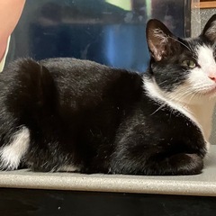 【迷い猫】無事に帰って来ました。